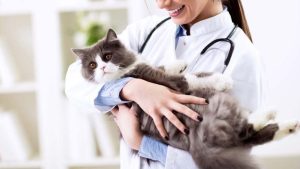Best Veterinary Clinic In Islamabad