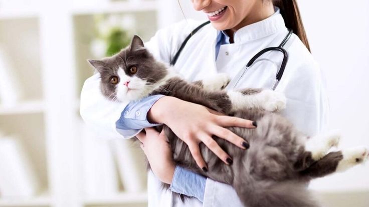 Best Veterinary Clinic In Islamabad