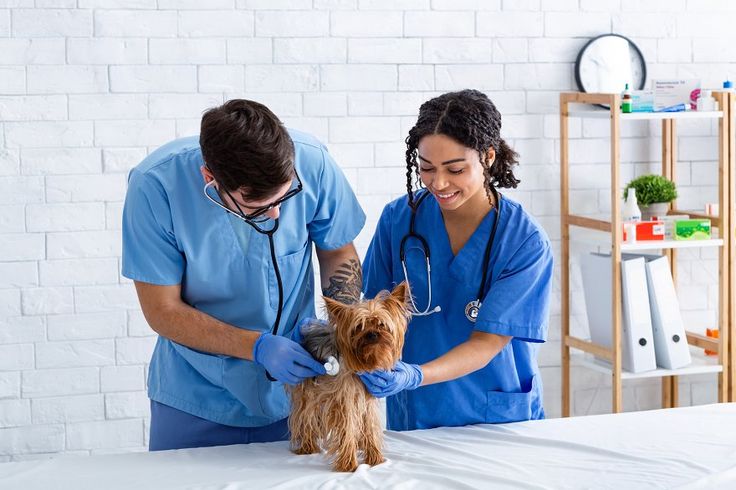 Best Pet Clinic In Islamabad