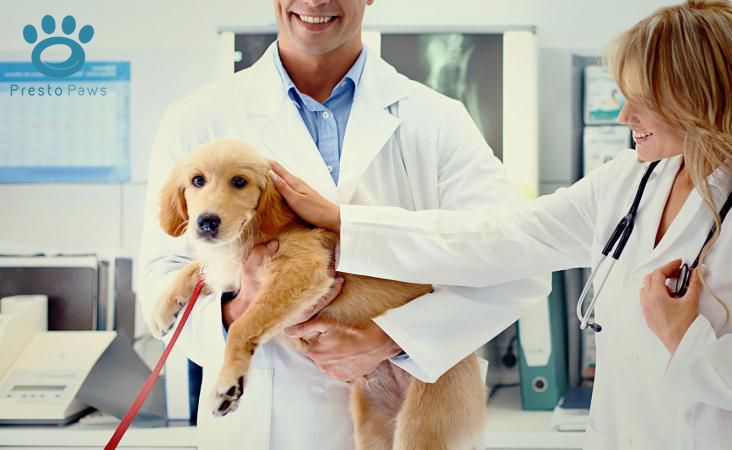 Best Pet Clinic In Lahore
