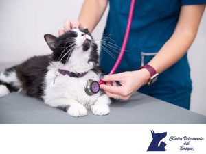 Best Veterinary Clinic In Rawalpindi
