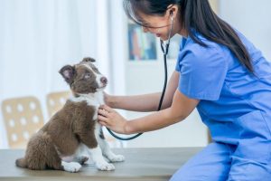 Best Veterinary Clinic In Rawalpindi