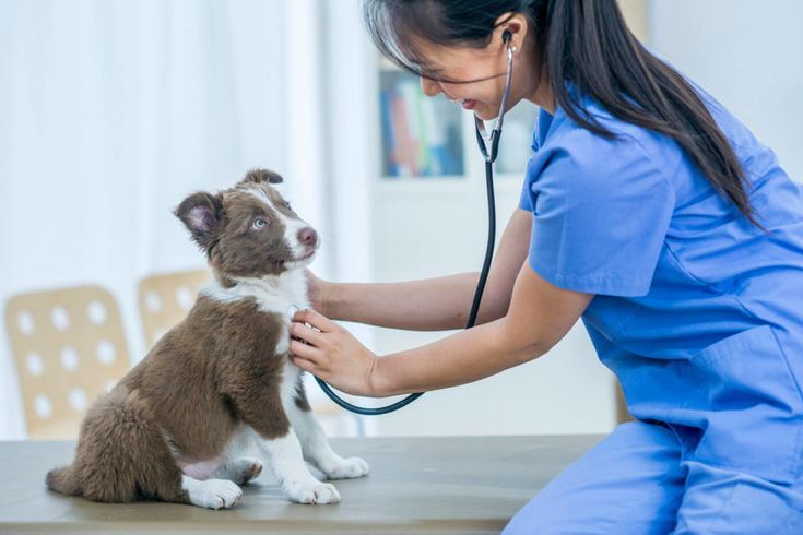 Best Veterinary Clinic In Rawalpindi