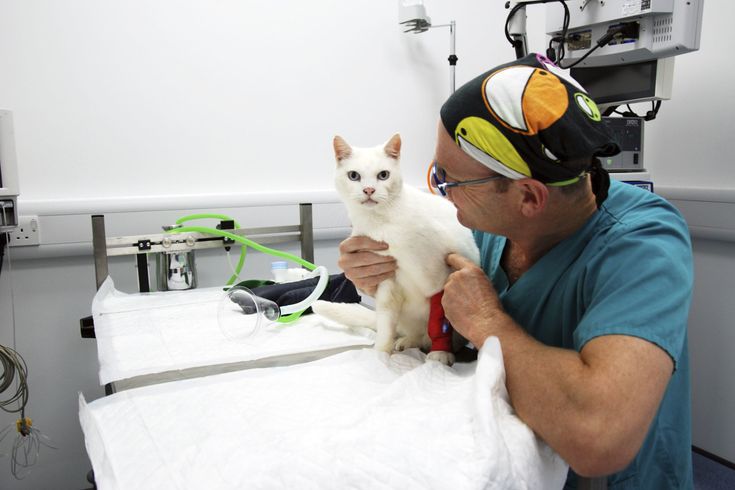 Best Pet Clinic In Rawalpindi
