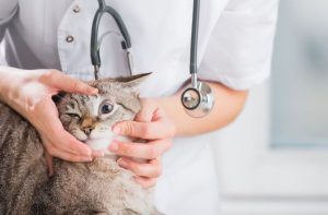Best Veterinary Clinic In Islamabad